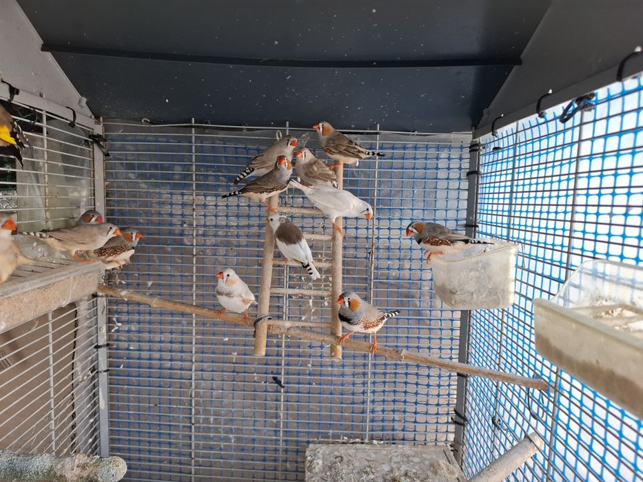 Venda de Diamantes Gold,  Babetes, Madarins e Rolas Diamante s