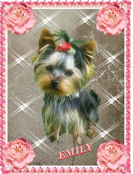 York, yorkshire terrier! ELITARNE MINI CUDEŃKO,PIESEK XXS dla VIP!