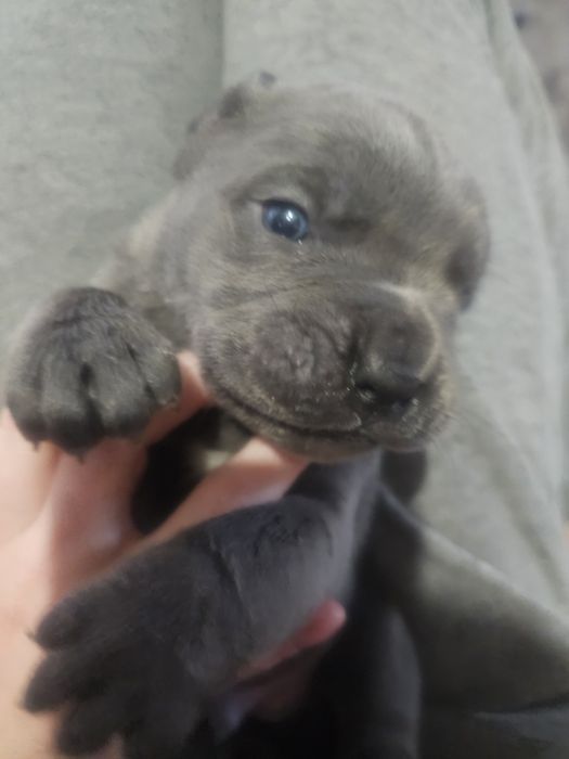 Sunia Cane Corso