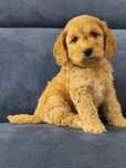Cockapoo pudel+Cocker spaniel