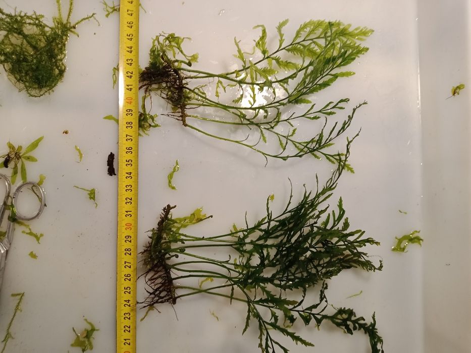 Bolbitis Heudelofii roślina akwariowa od 20 zł