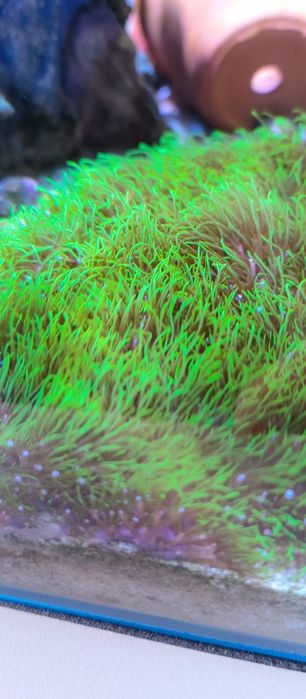 Coral soft GSP, valor da muda