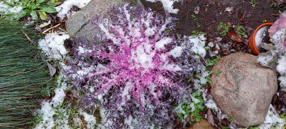 Kapusta ozdobna róża kapuściana alternatywa chryzantemy