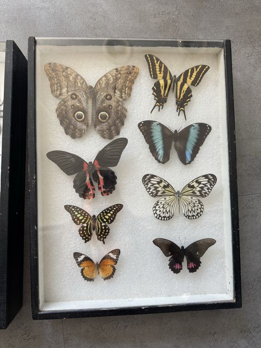 Gablota entomologiczna, owady, owady w ramce, motyle w gablocie