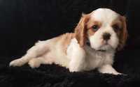 Cavalier King Charles Spaniel Ostatni Piesek