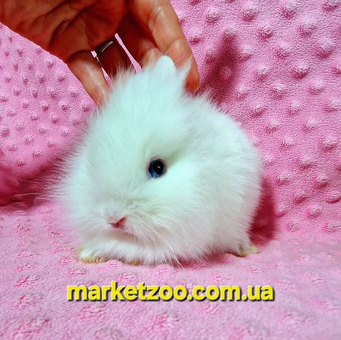 Міні кролик Lionhead біленька дівчинка міні карликовые кролики карлико