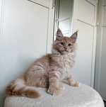 Śliczny kremowy kocurek Maine Coon