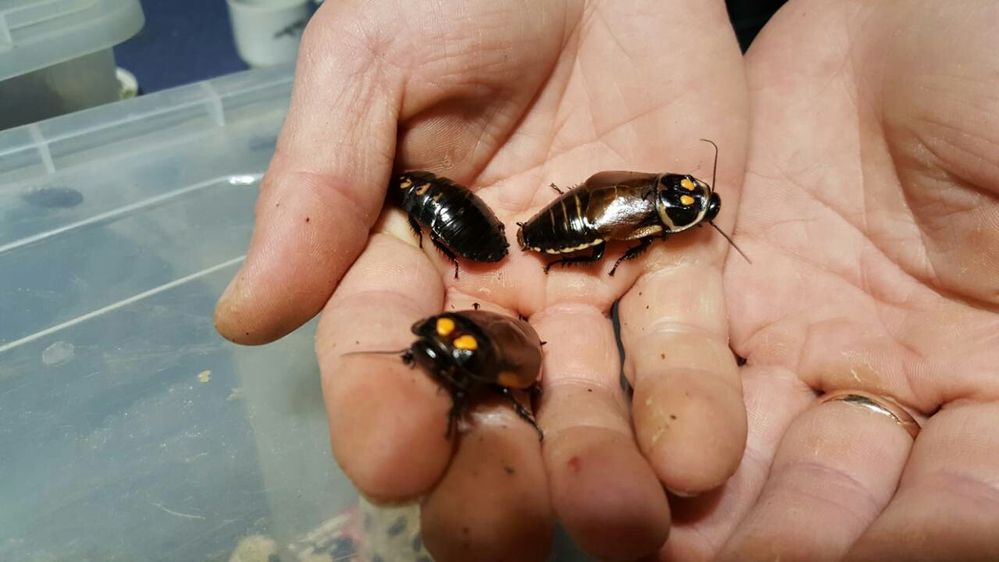 Мокриці Porcellio laevis "orange" Porcellio laevis "dairy cow "мокрицы