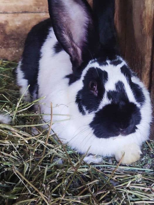 Строкач молодий 1рік