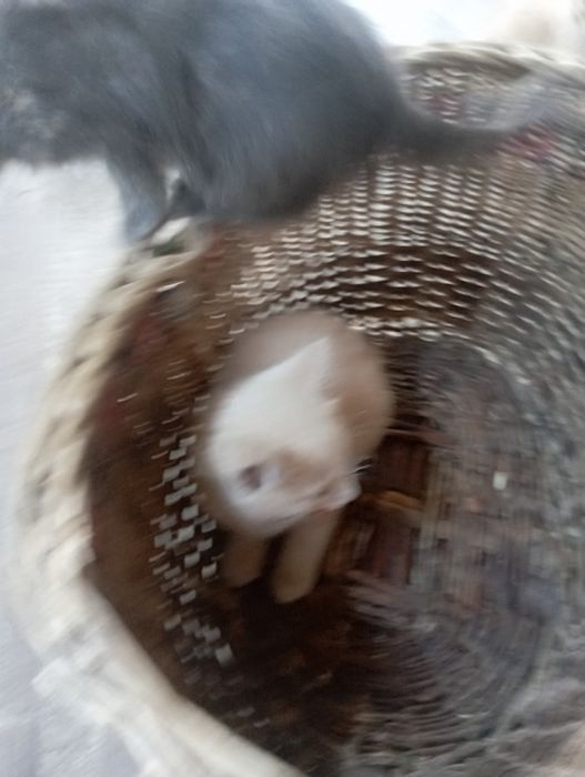 ВІддам.  Котенят