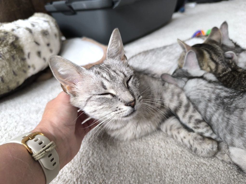 Roczna srebrna kotka poleca się do adopcji!