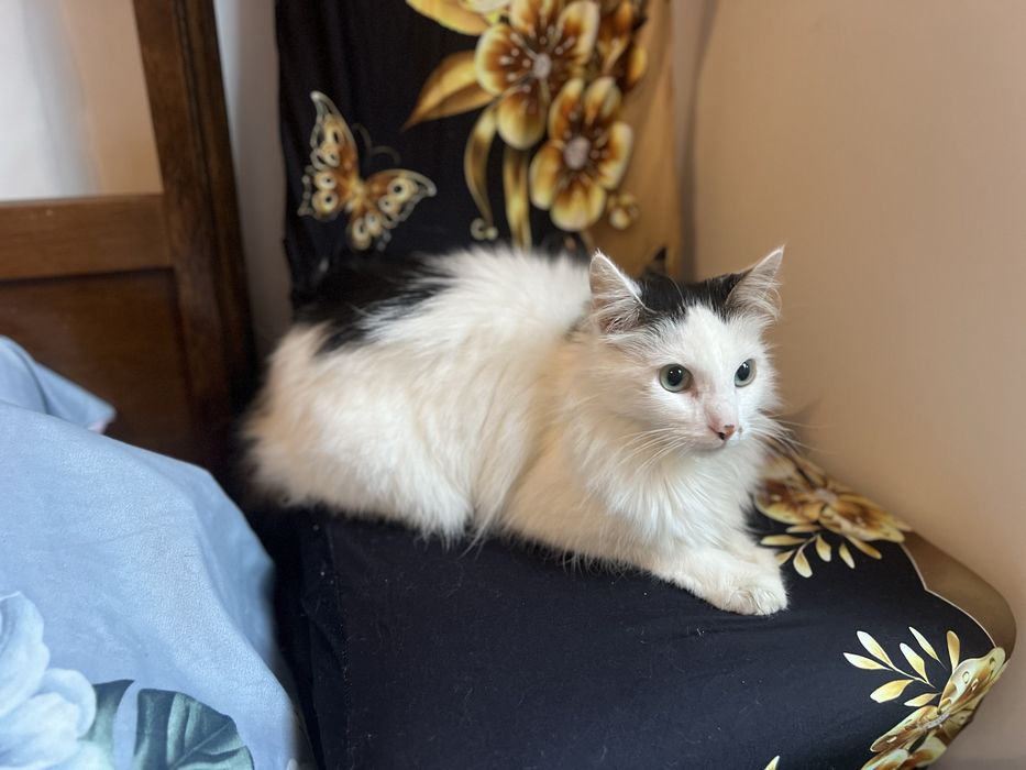 Cudowny kocurek Lizak szuka domku