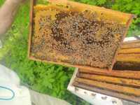 Бджоли, Бджолопакети