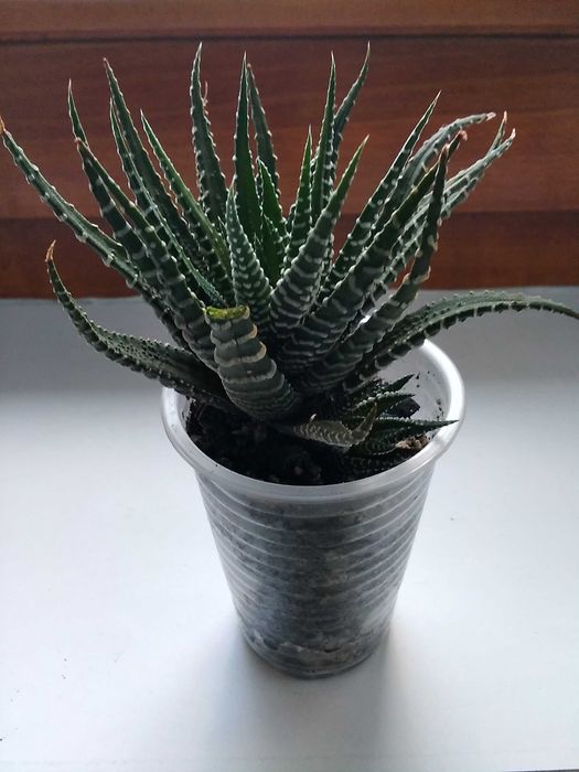 Хавортия Fasciata хавортия лимифолия хавортия жемчужная