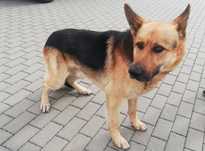 Owczarek niemiecki Kaszmir do adopcji