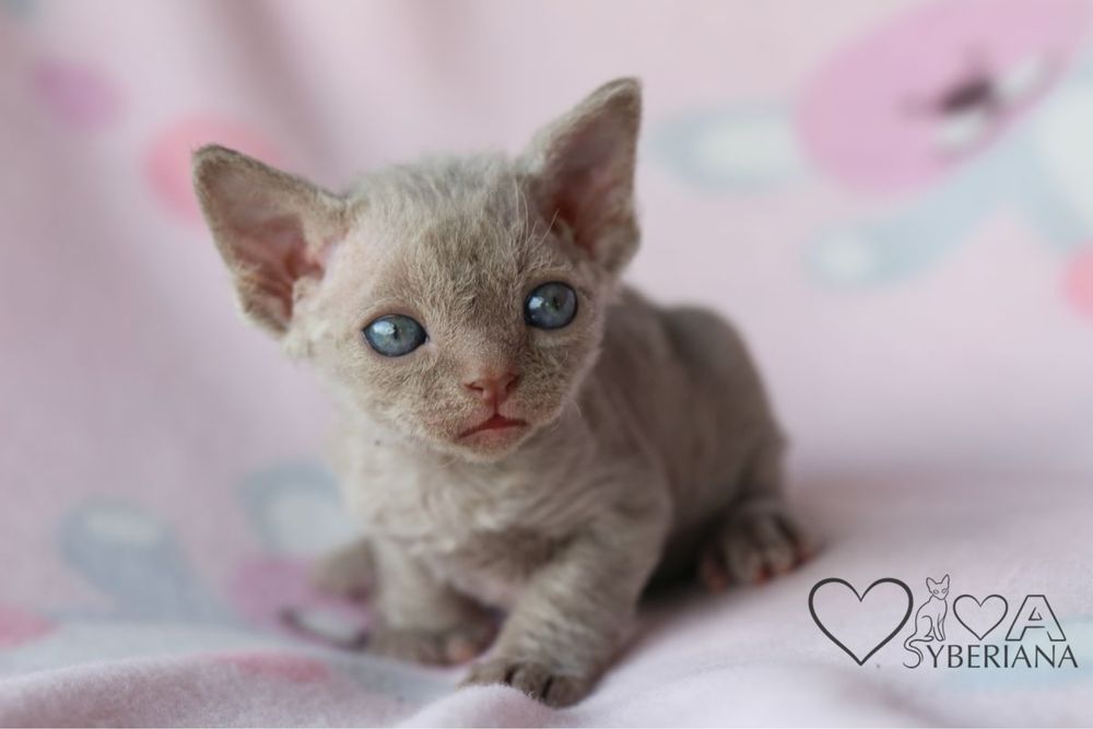 Devon rex Liliowy kocurek