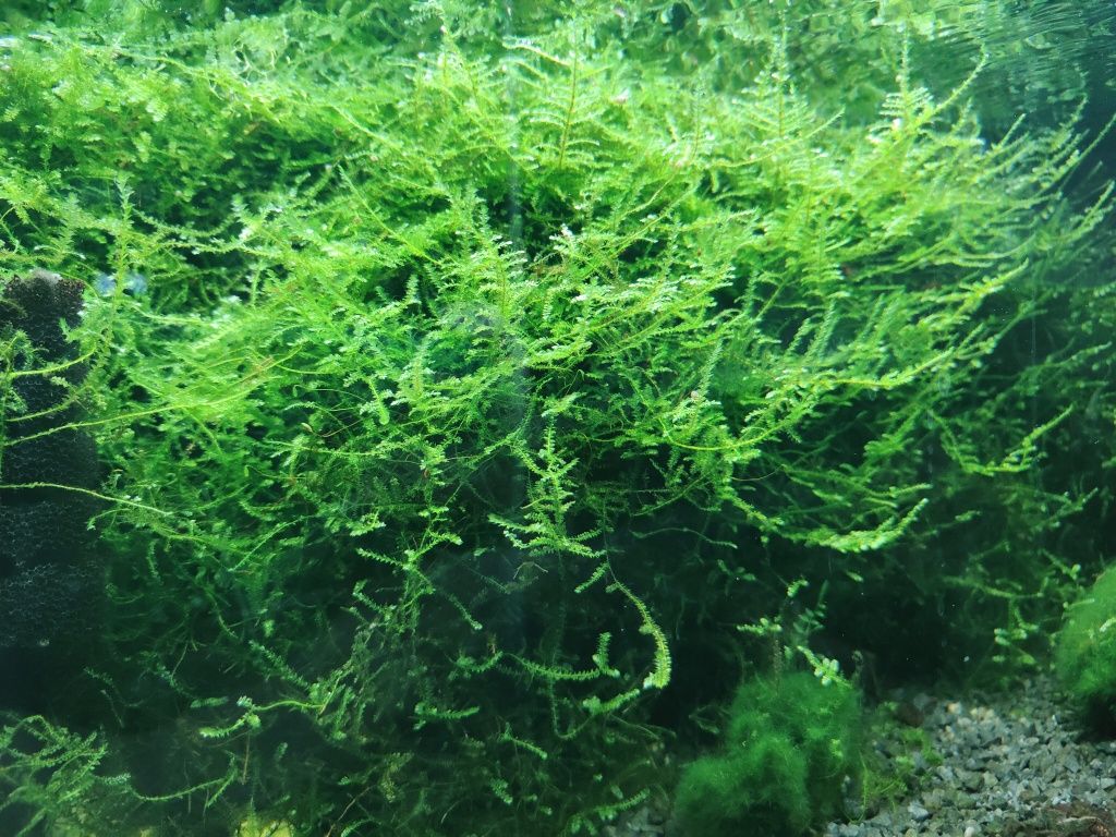 Mech jawajski - Java moss