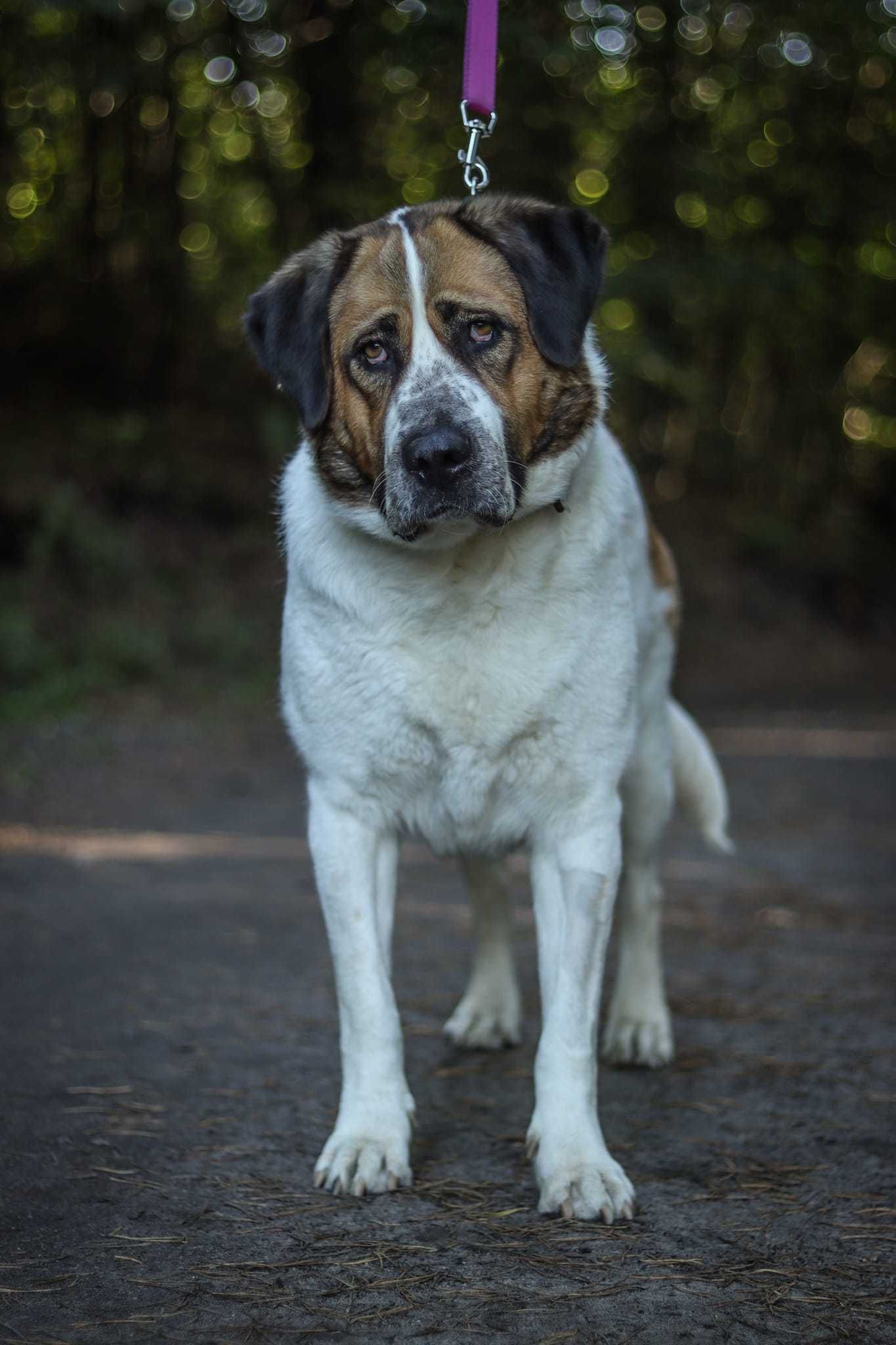 duża BEZA do adopcji!