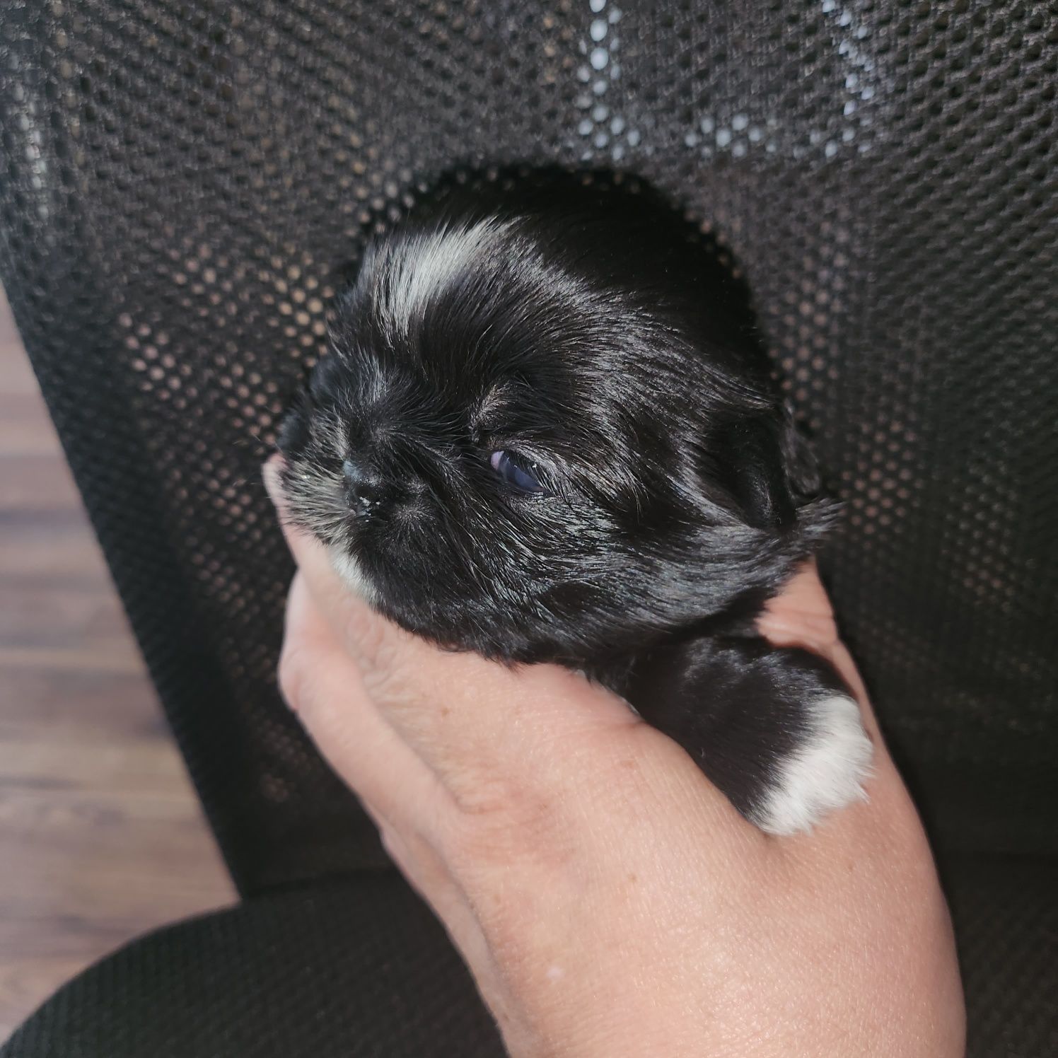 Sunia shih tzu ,suczka