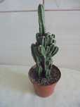 Cereus peruwiański