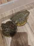 P. adspersus Buczek południowoafrykański samiec i samica