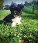 Yorkshire Terrier Black & White