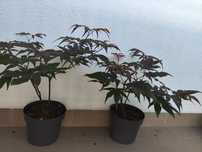 Klon palmowy Atropurpureum