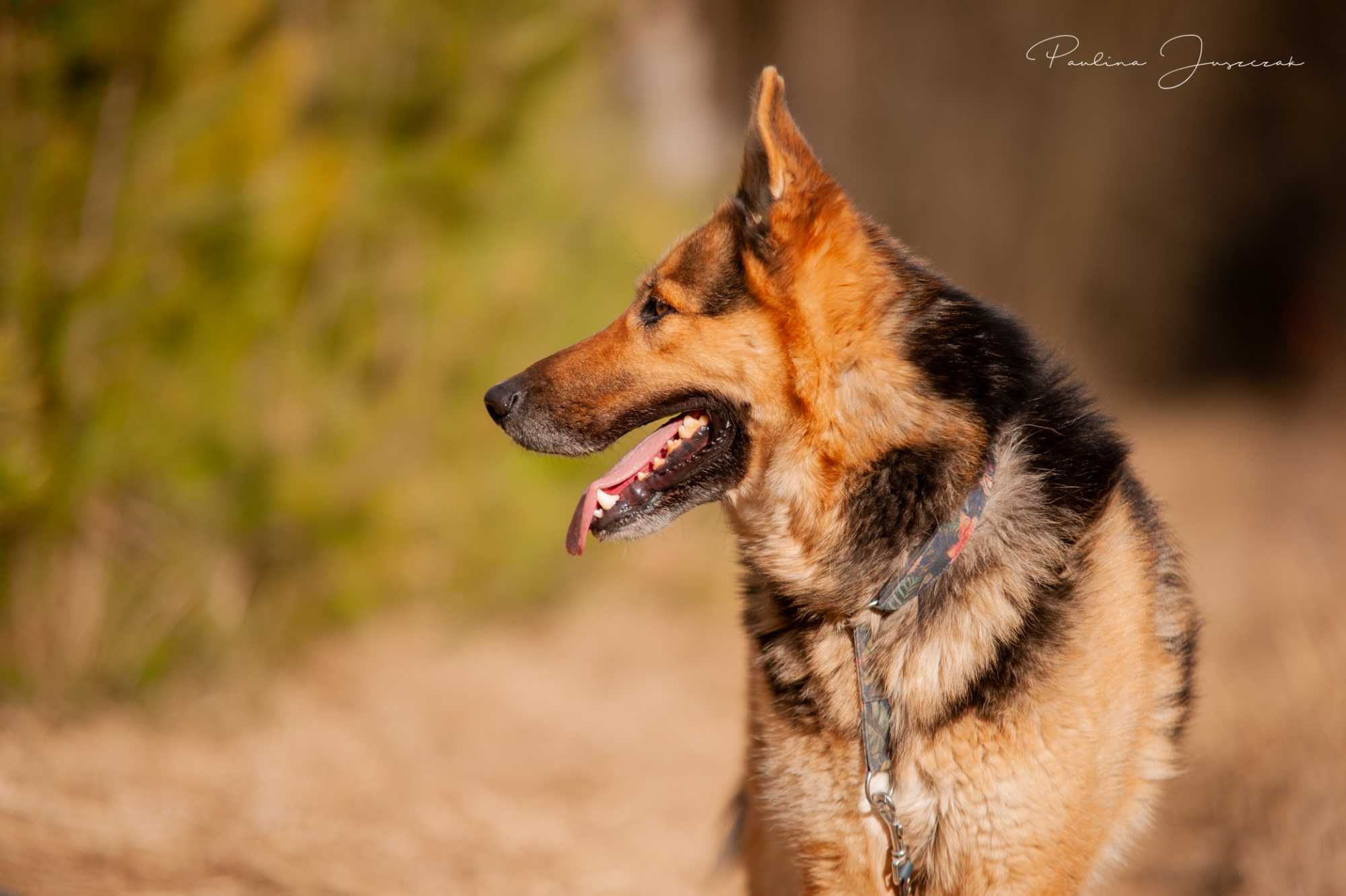 Piękny, młody owczarek Levi do adopcji!