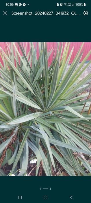 Юкка доросла 100грн фото реальне