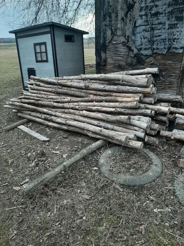 Stręmple drzewa 100 sztuk