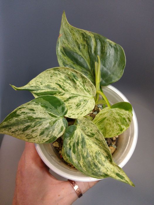 Philodendron Hederaceum Variegata