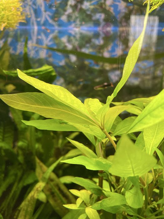 Hydrophila ,Orzech roslina  , rośliny akwariowa roslinka