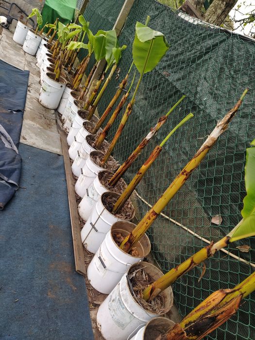 Bananeira envasadas para venda