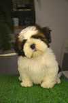 Shih-Tzu śliczny piesek z rodowodem ZKwP /FCI