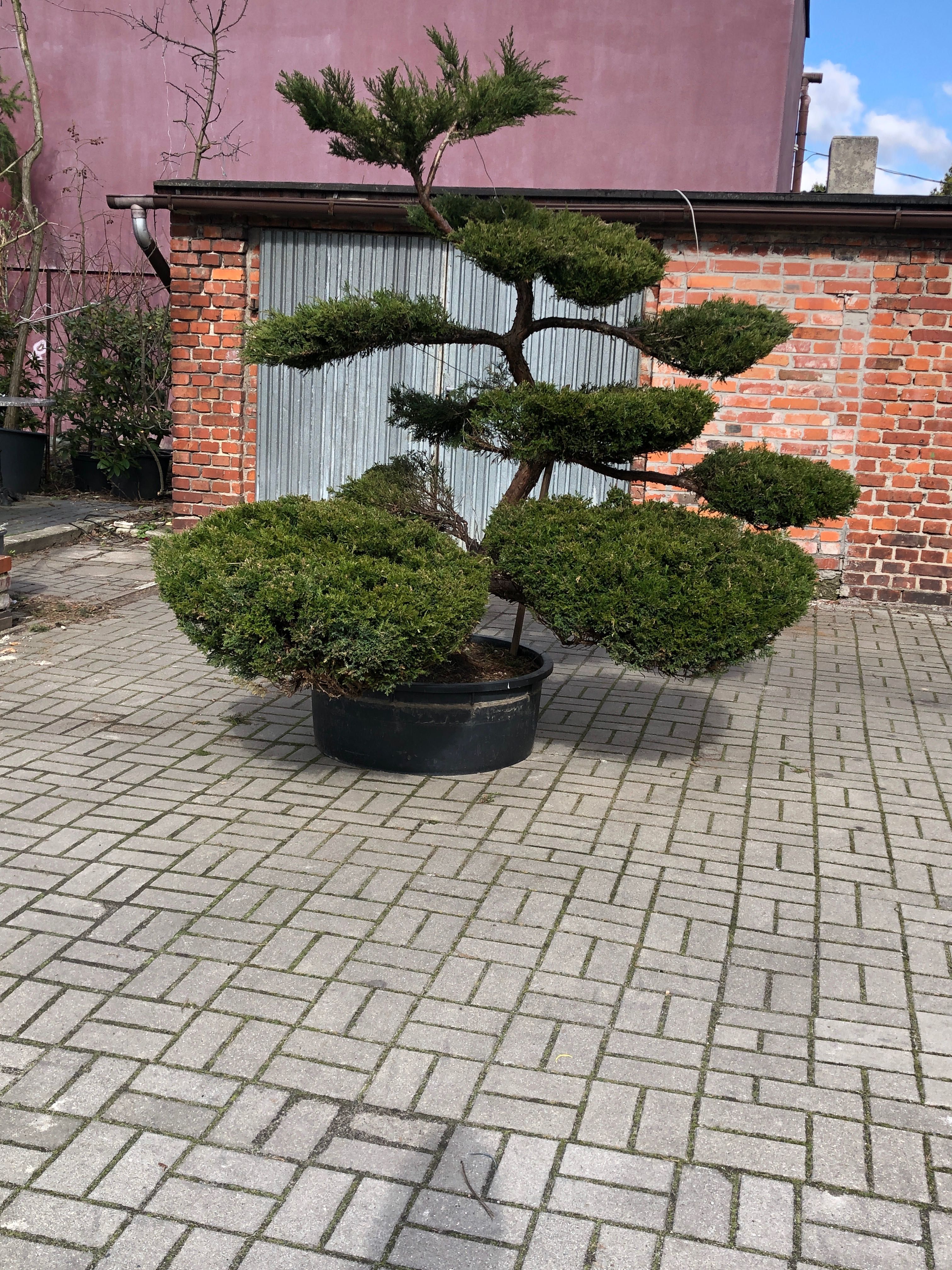 Bonsai ,jałowiec , sosna formowane