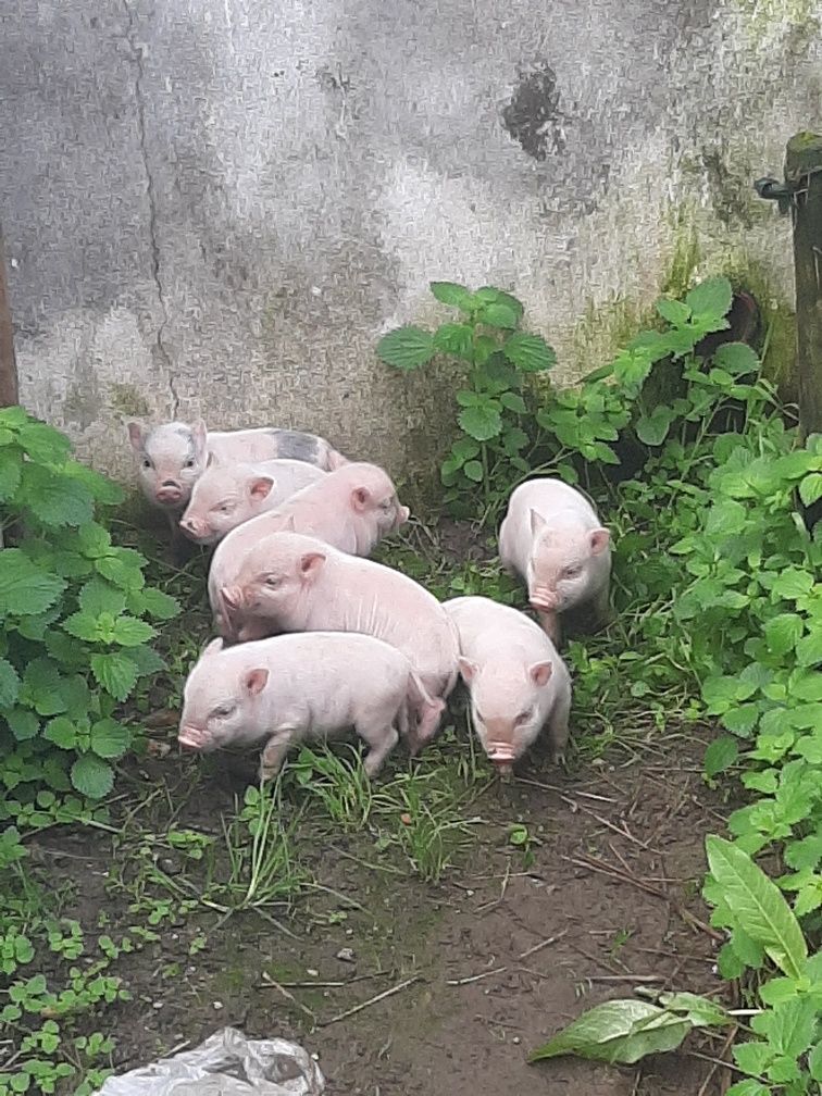 Varias crias de Mini pig