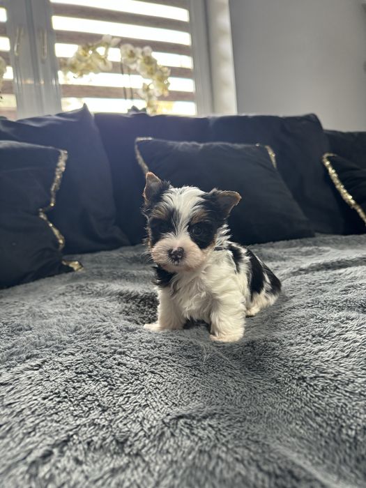 Yorkshire terrier biewer