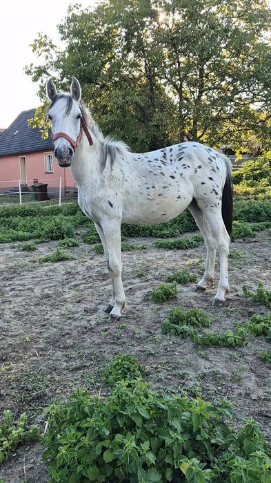 Kuc kuca klacz tarantowata tarant pelne pochodzenie 2 lata