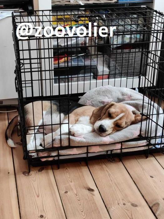 Клетка, клітка S,М,L,XL,XXL переноска будка, домик для собак или кошек