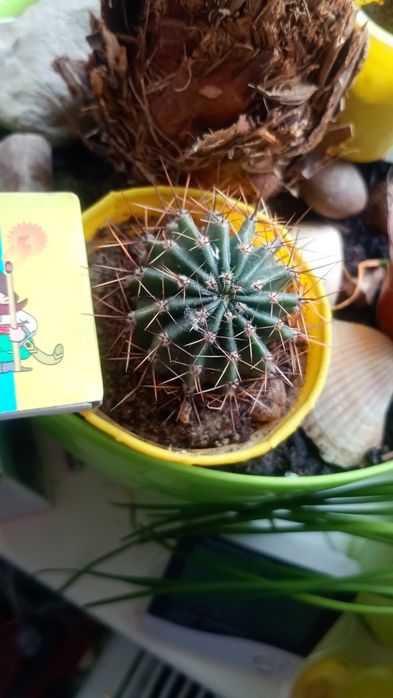 Кактус кімнатна рослина