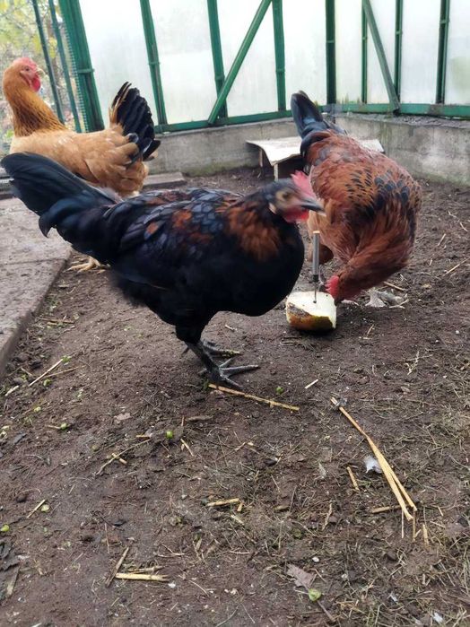 Kury - koguty mlode