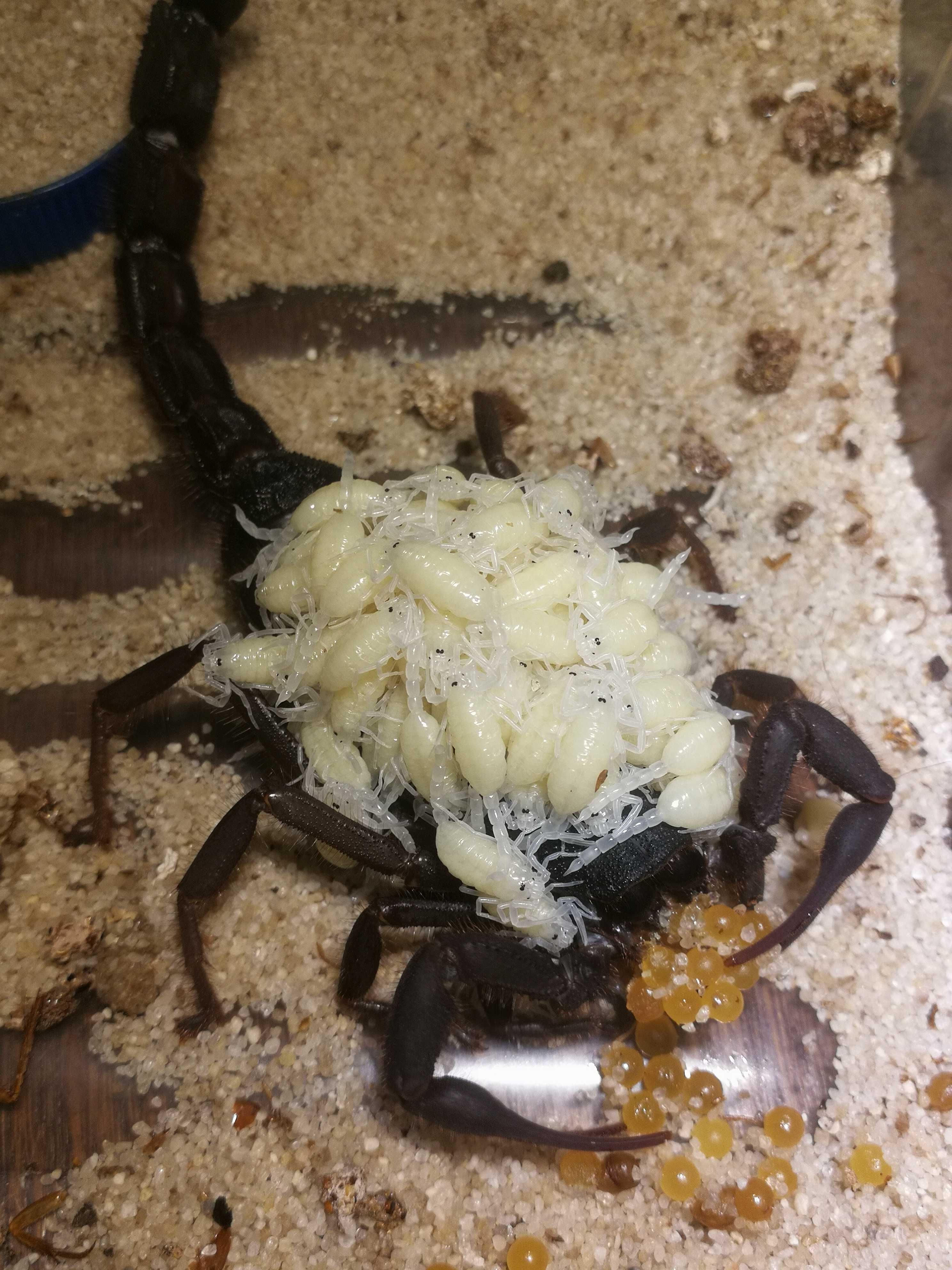 Skorpion, ptasznik Heterometrus/Avicularia/Babycurus/Chaerilus