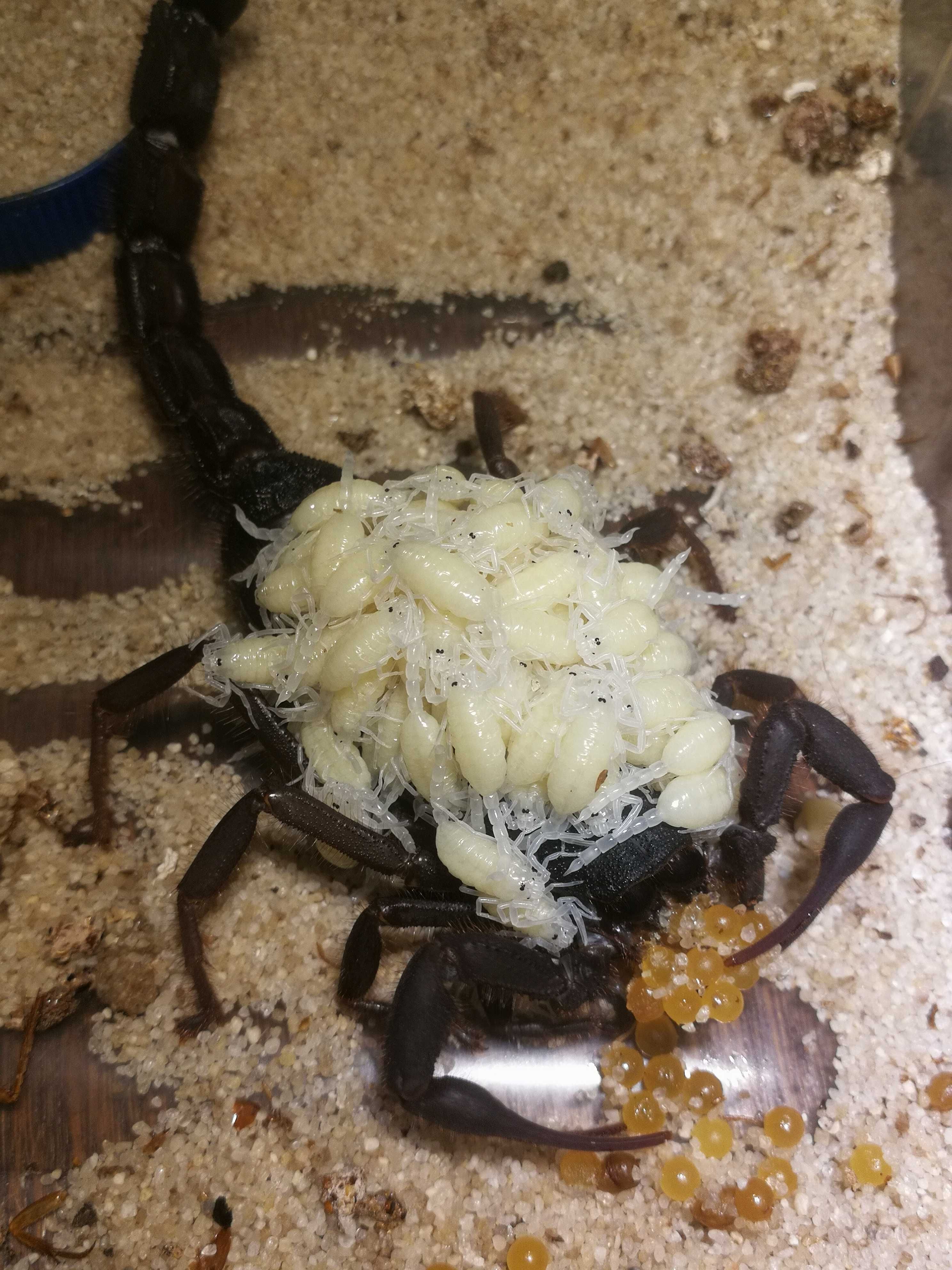 Skorpion, ptasznik Heterometrus/Babycurus/Chaerilus/Janalychas