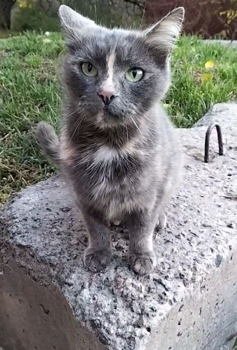 Кішка в добрі ручки