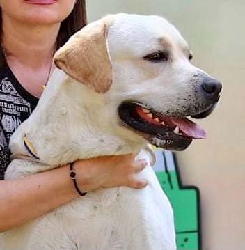 Титулованный лабрадор для вязок