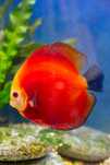 GB DYSKOWCE Paletka Red Melon | Rozmiar "M" 5-6cm - dowóz ryb!