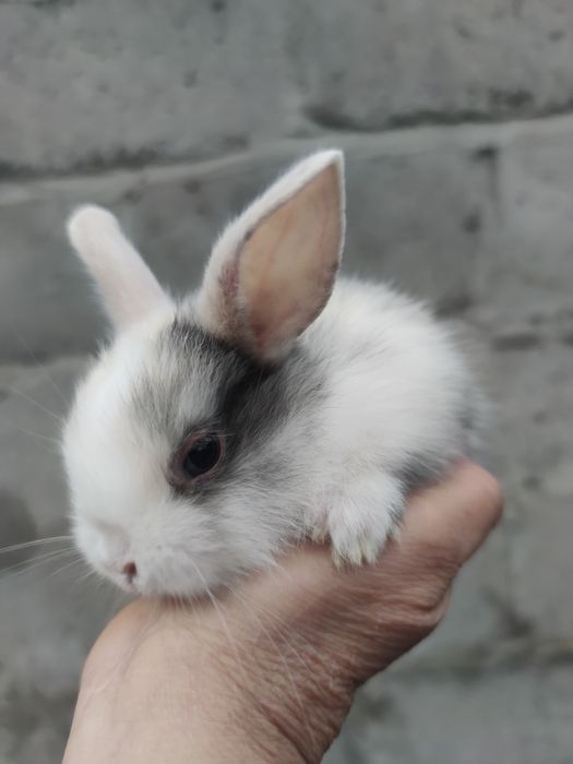 Декоративні кролики