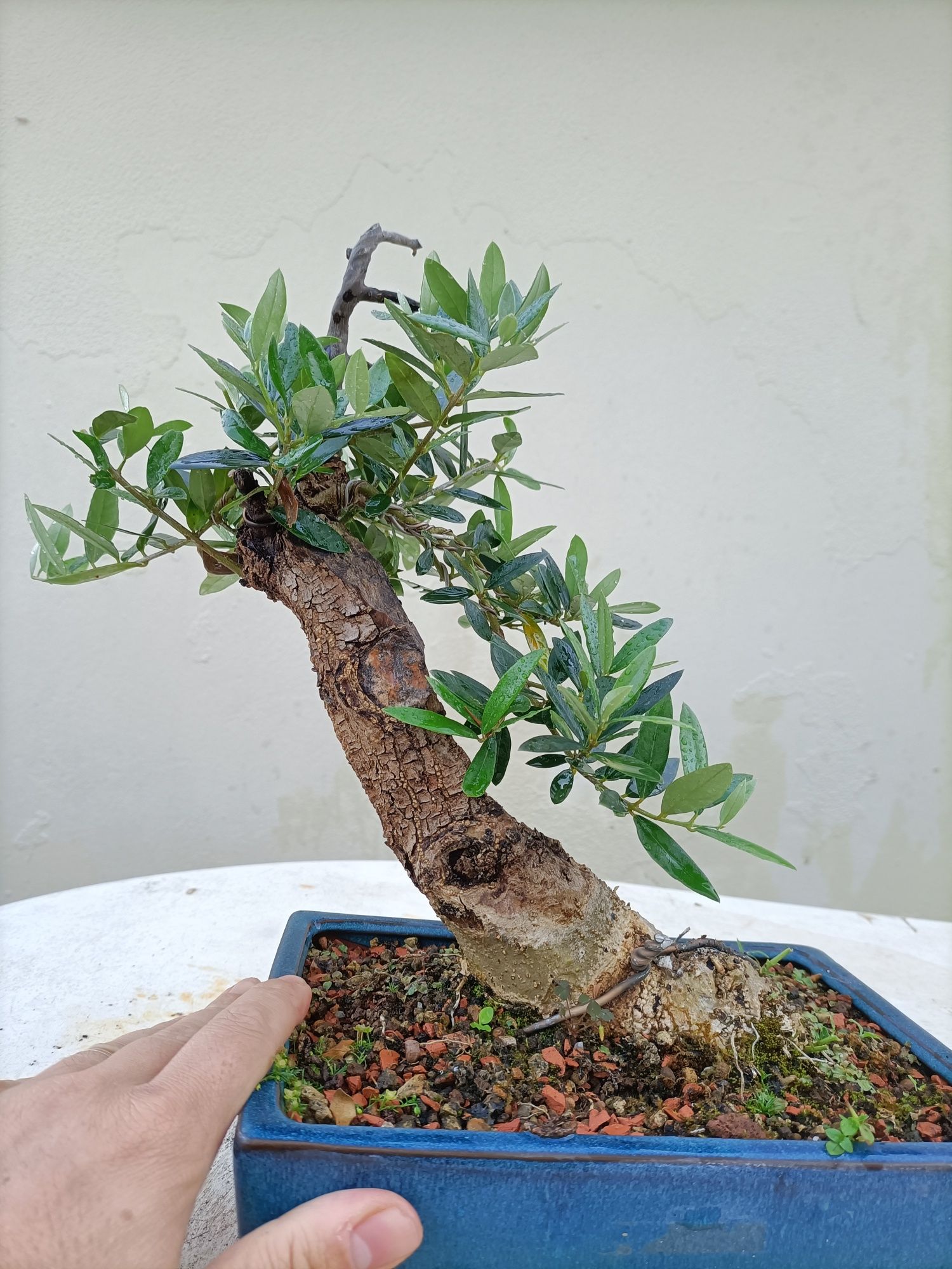 Vendo Oliveira Bonsai