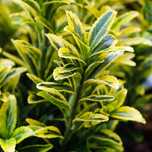 Trzmielina japońska 'Microphyllus Aureovariegatus' (Euonymus) 1.0L