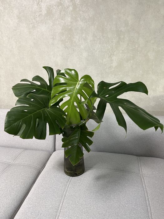 Монстера живці вкорінені